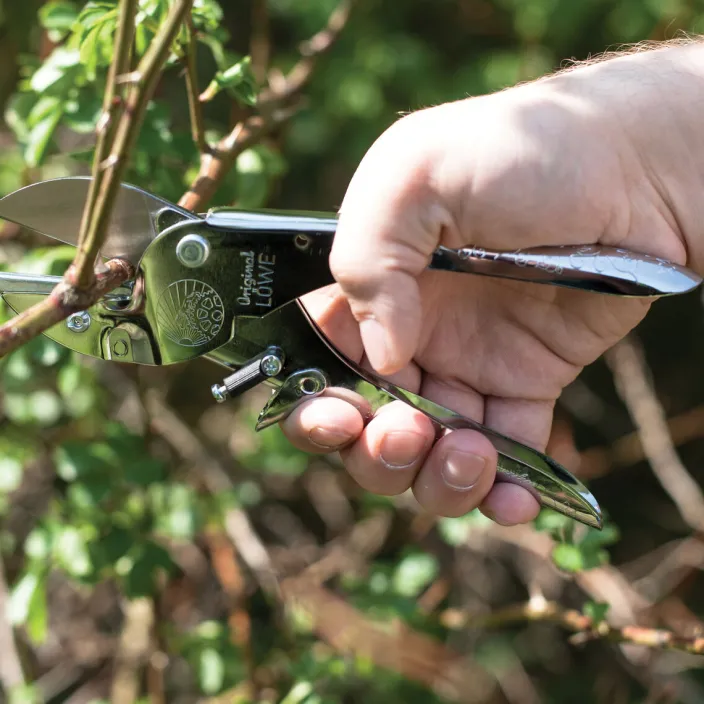 Amboss-Schere Jubiläumsedition von Original LÖWE